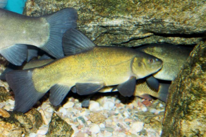 Lin: foto fish Lin: foto fish